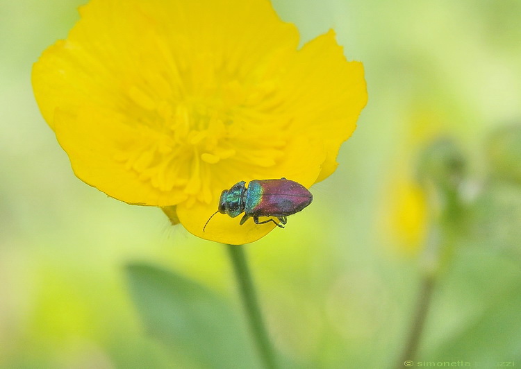 Un piccolo insetto colorato: Anthaxia salicis (Buprestidae)